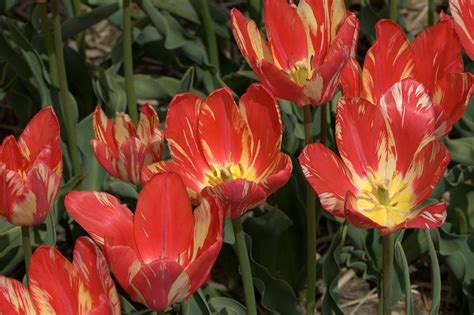 Zomerschoon 1620 Tulip