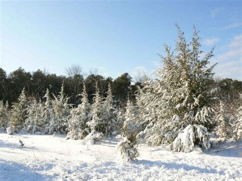 Free Picture Snow Covered Pine Trees Landscape