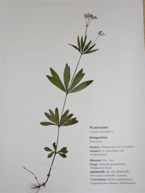 Ein herbarium als schulprojekt in grundschule und an . Kräuterfee: Oktober 2012