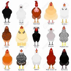 Chicken Chart With Breeds Name In 2020 Fancy Chickens Chicken