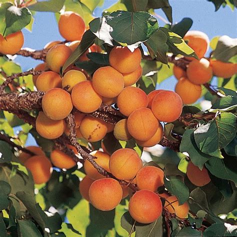 Exotic Fruit Trees Package Deal Spring Bundle