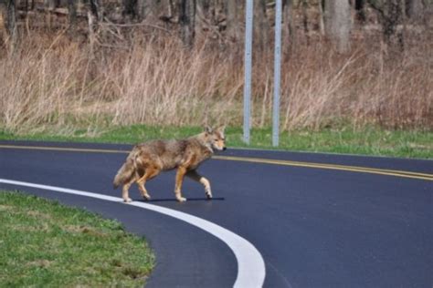 Are There Really Coyotes In Suburban Northern Virginia The Chrissy