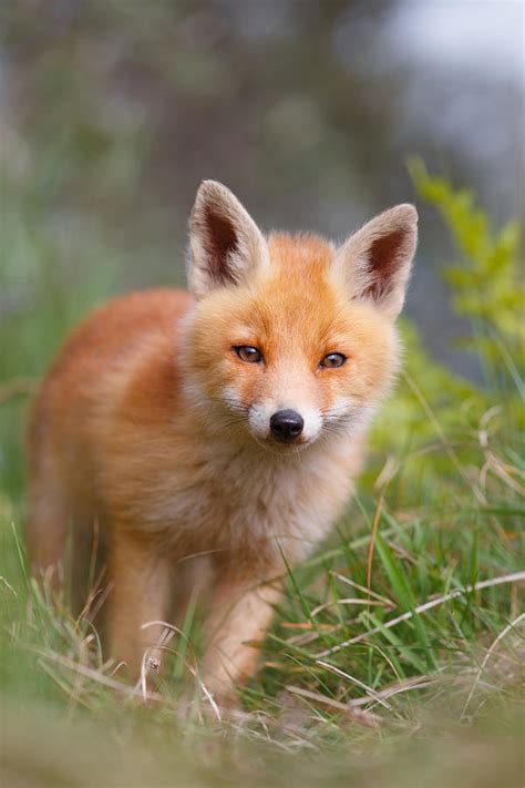 The Young And Eager Red Fox Kit Photograph By Roeselien Raimond Fine