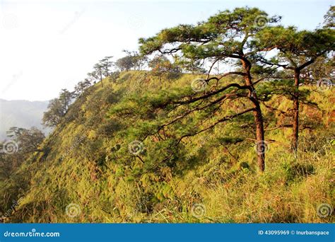 Pine Tree Field Stock Image Image Of Countryside Seasonal 43095969