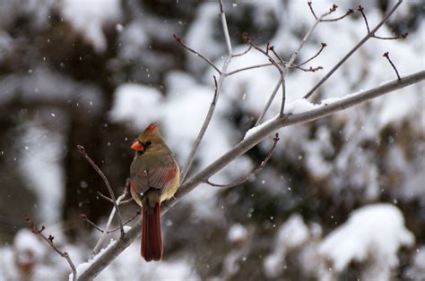 Female Cardinal On A Snowy Day Bob Wilsey Flickr