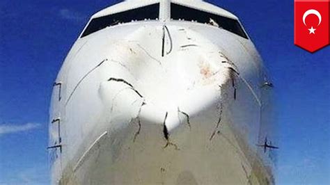 Airplane Crashes Into Big Fat Bird Turkish Airlines Jet Bird Strike