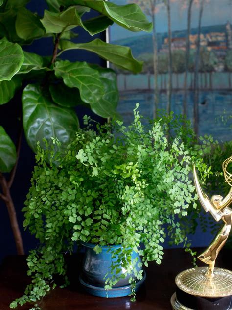 Cactus soil mixture uses potting soil and coarse sand. Plants you can grow without sunlight | The joy of plants
