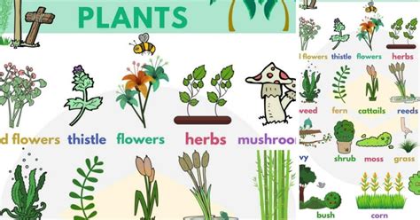 Plant Names List Of Common Types Of Plants And Trees • 7esl