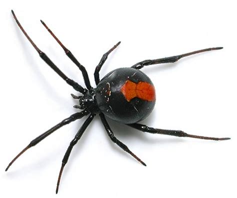 Most Venomous Spiders In The World Most Posionous Spiders In The