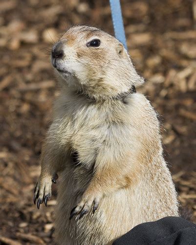 Prairie Dog A Zoo Worker Was Showing This Off To The Crowd Nathan