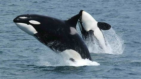 A New Kind Of Killer Whale Was Just Discovered By A Canadian Researcher