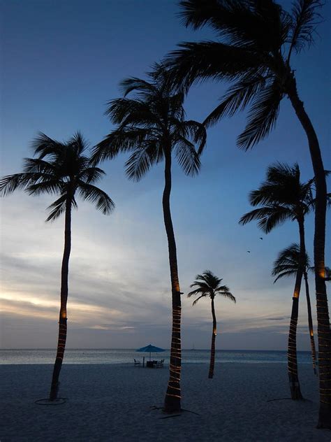Palm Trees Swaying In The Breeze Photograph By Patricia Caron Fine