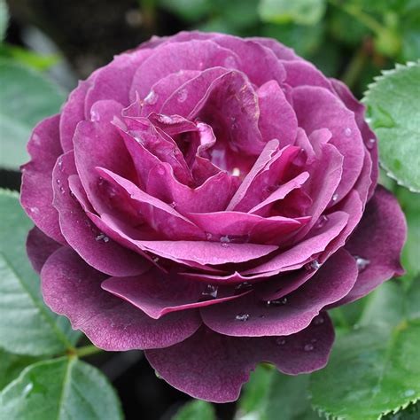 Heirloom Roses Purple Rose Plant The Ebb Tide™ Floribunda Rose Bush
