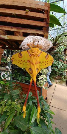 What to do with butterflies in westford ma? Magic Wings Butterfly Conservatory and Gardens (South ...