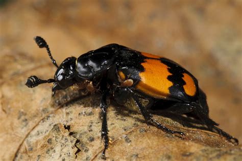 How To Identify Carrion Beetles Bbc Wildlife Magazine Discover Wildlife