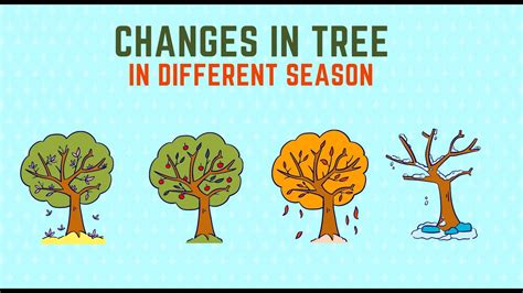 Changes In Trees In Different Seasons Trees Through The Seasons