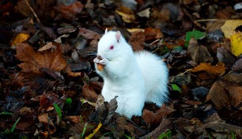 Ultra Rare White Squirrel That Is One In 100000 Spotted At Uk