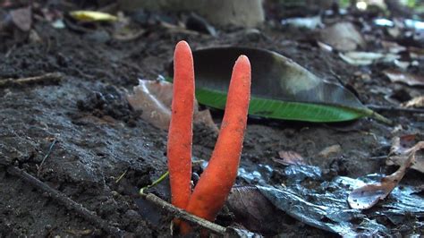 Deadly Fungus Poison Fire Coral Fungus Discovered In Cairns Rainforest
