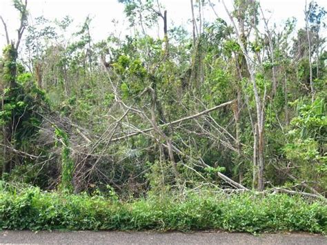 Cyclone Damaged Rainforest Photo