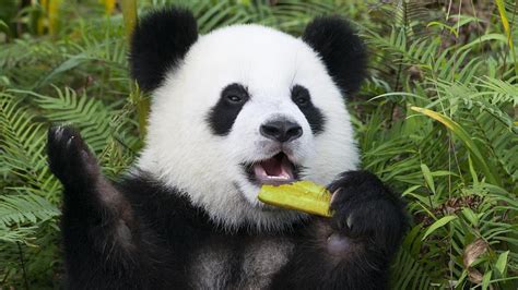 China Launches Dental Examinations For Giant Pandas Cgtn