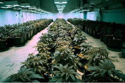 Marijuana Medical Warehouse Farm Weed Grow Plants