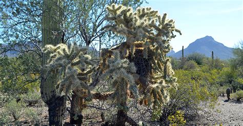 Silhouette of saguaro cactus with sunburst and flying birds in the arizona desert at the golden hour of sunrise or sunset. Tucson :: Arizona-Sonora Desert Museum, Saguaro National ...