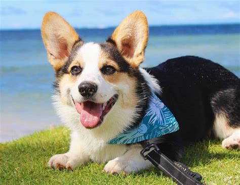 Popular Hawaiian Dog Names Say Aloha To Your Dogs New Name K9 Web