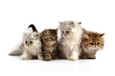 3840x2160 Cute Kittens 4k Hd 4k Wallpapers Images Bac