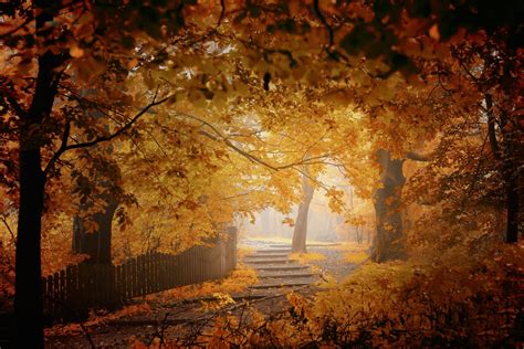 Mist Autumn Wallpapers Wallpaper Cave