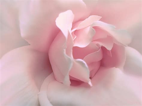 Blushing Pink Rose Flower Photograph By Jennie Marie Schell Fine Art