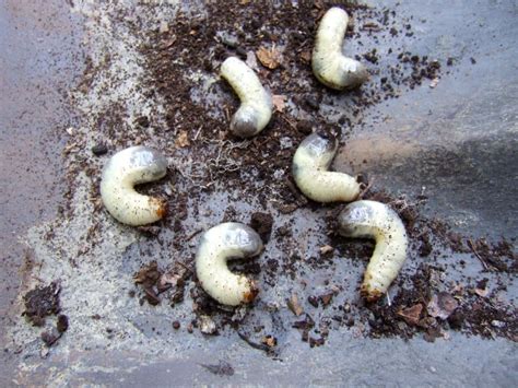Lawn Grubs How To Identify Get Rid Of And Prevent Them Artofit