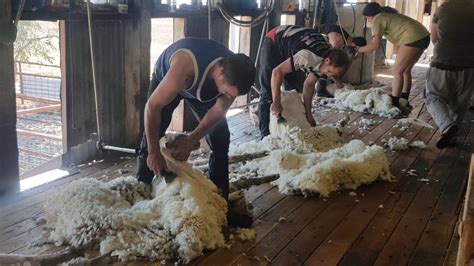 Shearing In Queensland Youtube