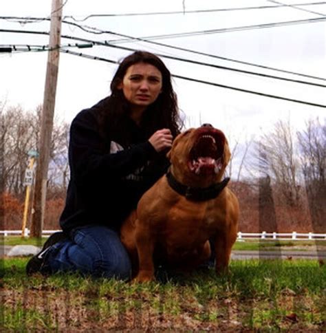 After Making Headlines As The Worlds Largest Pit Bull Hulk Is Now Making Headlines For His
