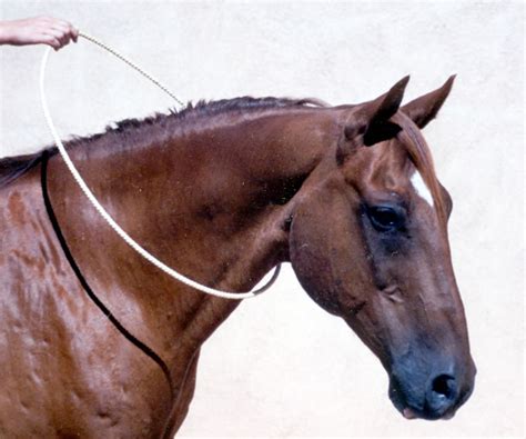 Tellington Ttouch Training Liberty Neck Ring For Horses