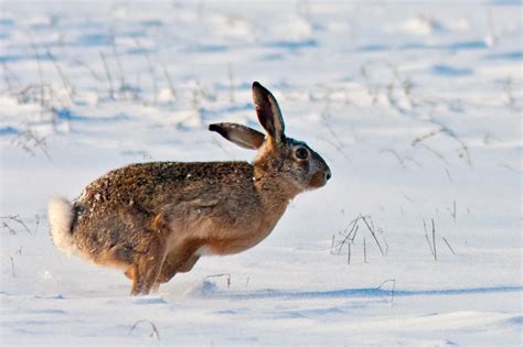 Termenul de iepure desemnează mamiferele cu urechi lungi din familia leporidae, ordinul lagomorpha. Eros Nicolau Photography - Iepure de Câmp
