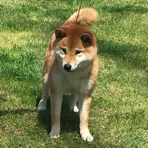 ᐈ Shiba Inu All About Dog Breed — Koufukuna ️inu