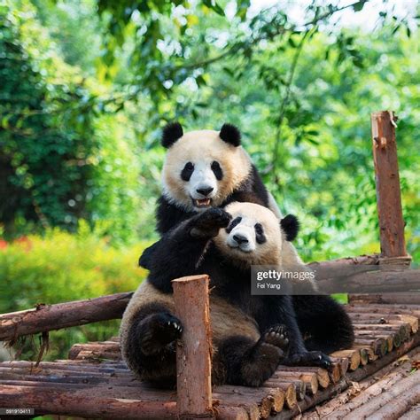 Giant Panda High Res Stock Photo Getty Images