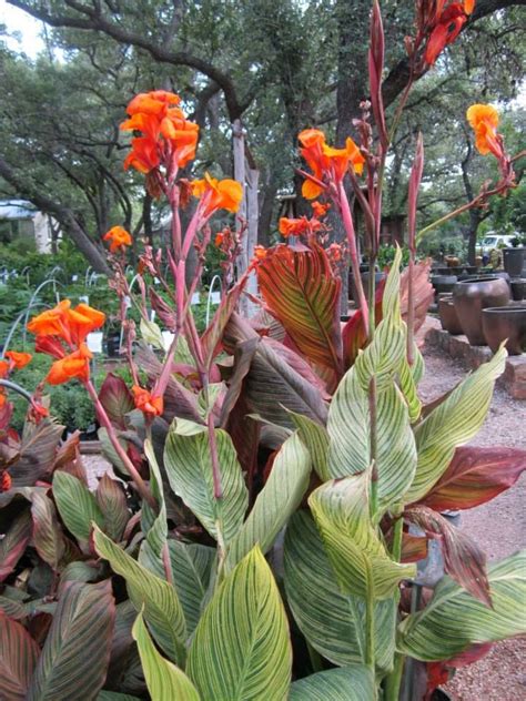 We offer both retail and wholesale, as well as landscaping services. Canna Tropicanna | Shade plants, Texas plants, Texas ...