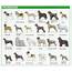 The 7 Dog Breed Groups Explained – American Kennel Club