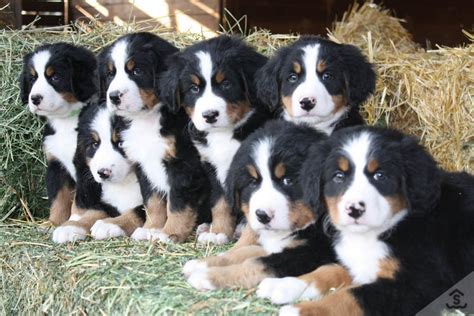 Bernese Mountain Dog Puppies For Sale Scottsdale Az 257922