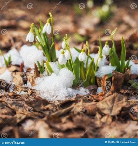 Snowdrop Flowers Blooming From Snow In Early Spring Stock Photo Image