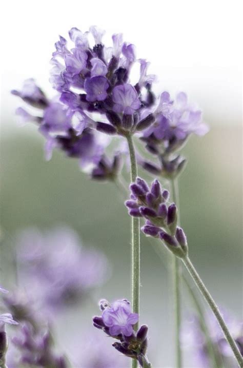 Lavender Oil 1oz | Pure lavender oil, Lavender oil, Lavender