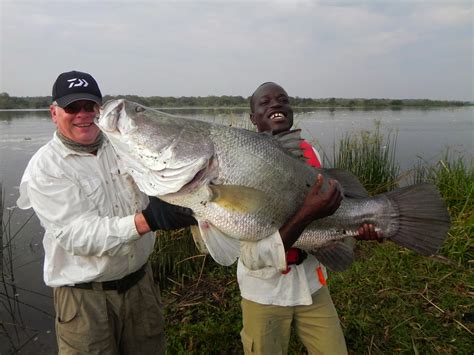 The Fishing News Nile Perch At Murchison Falls In Uganda Africa