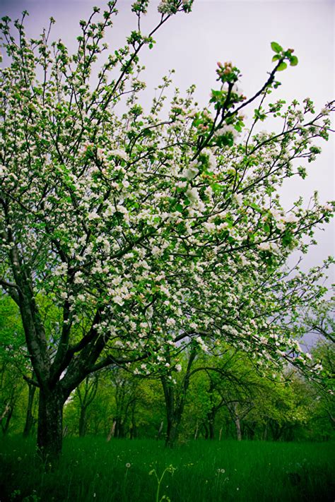 31 Spring Desktop Wallpapers Nature Basty Wallpaper