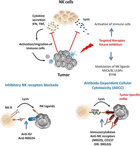 Natural Killer Nk Cells Infiltrating Various Tumor Types Display