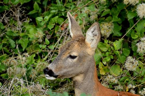 Capriolo Femmina Capreolus Capreolus Juzaphoto