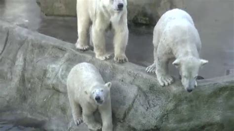 wo ist unsere oma ijsbeer huggies im ouwehands dierenpark in rhenen youtube