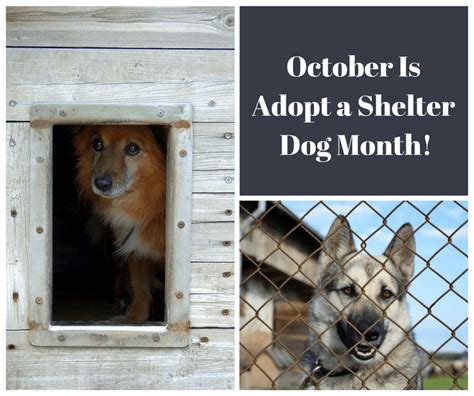 October Is Adopt A Shelter Dog Month Shelter Dogs Dogs Animal Shelter