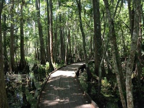 Barataria Preserve Picture Of Jean Lafitte National Historical Park