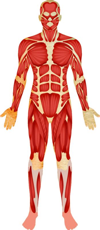 Muscular System Bodymaitre